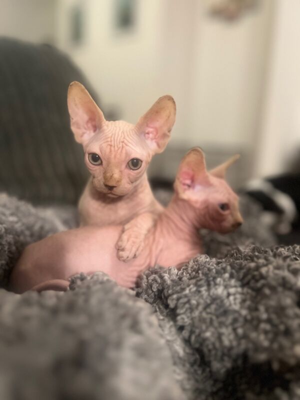 Male and female kitten for sale in Mansfield, Nottinghamshire