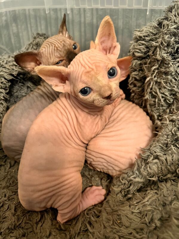 Male and female kitten for sale in Mansfield, Nottinghamshire - Image 5