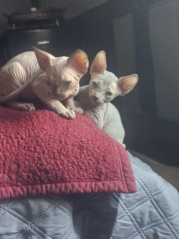 Sphinx kittens for sale in Barry / Barri, South Glamorgan