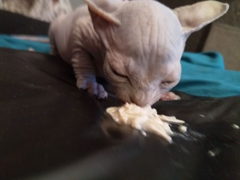 Sphinx kittens for sale in Barry / Barri, South Glamorgan - Image 3