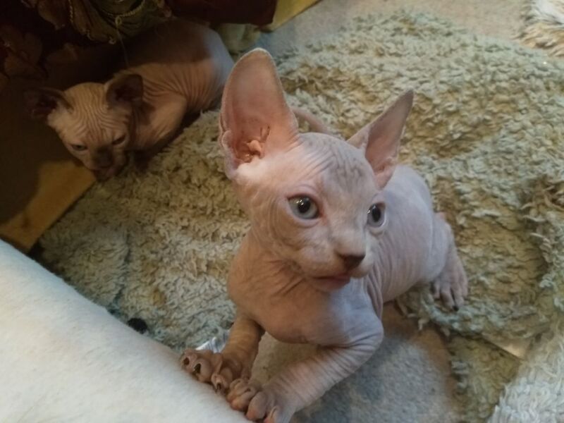 Sphinx kittens for sale in Barry / Barri, South Glamorgan - Image 5