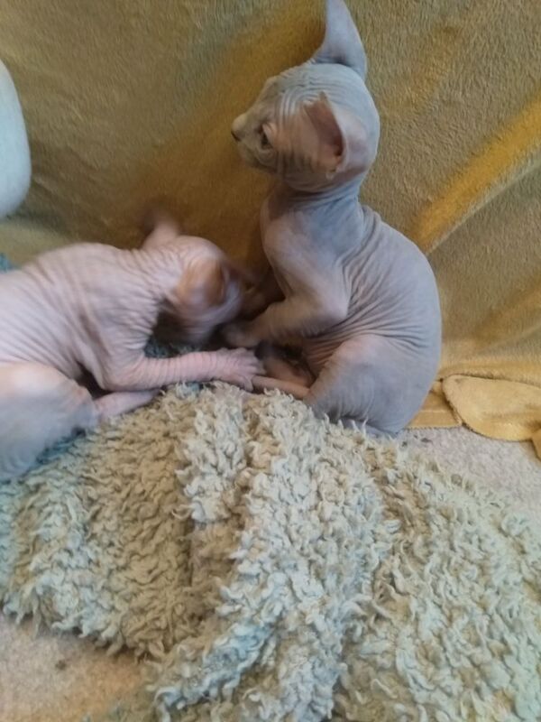 Sphinx kittens for sale in Barry / Barri, South Glamorgan - Image 7