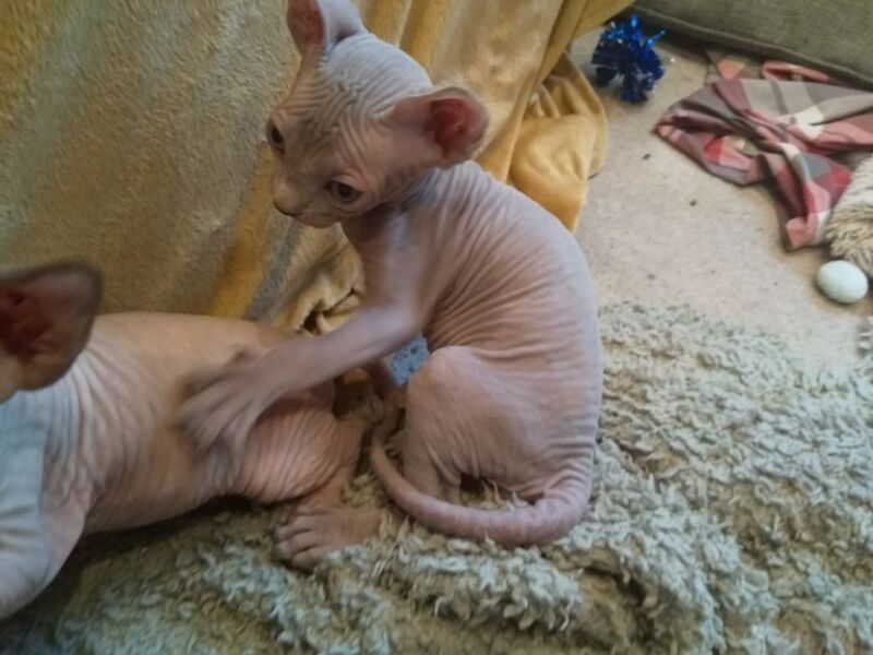 Sphinx kittens for sale in Barry / Barri, South Glamorgan - Image 8