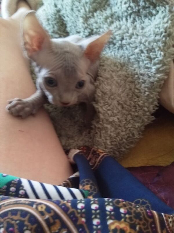 Sphinx kittens for sale in Barry / Barri, South Glamorgan - Image 9